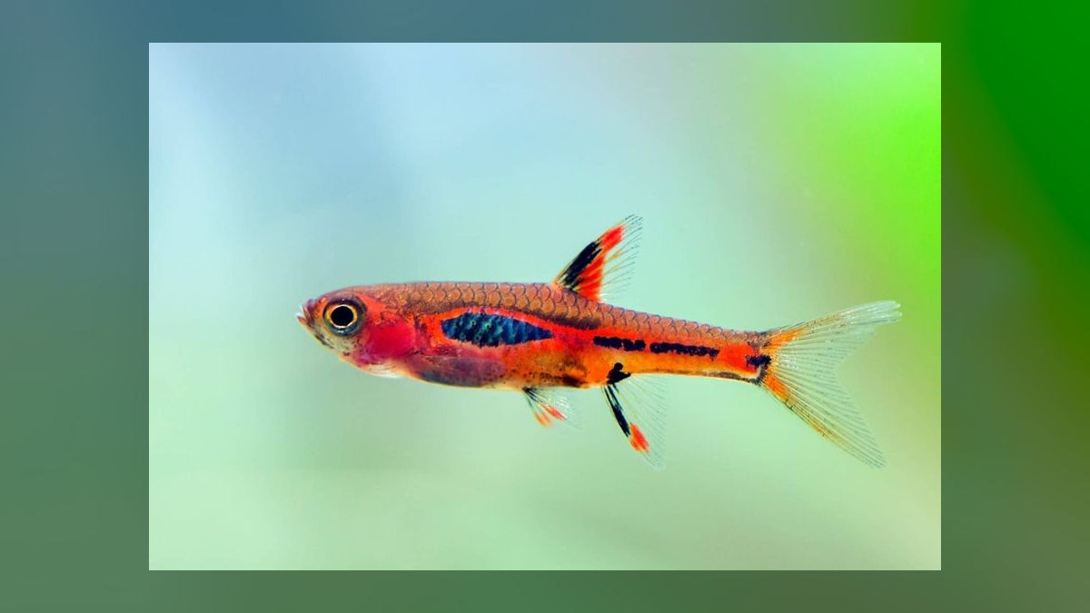 Top 10 Nano Aquarium Fish 2027 — figure 1