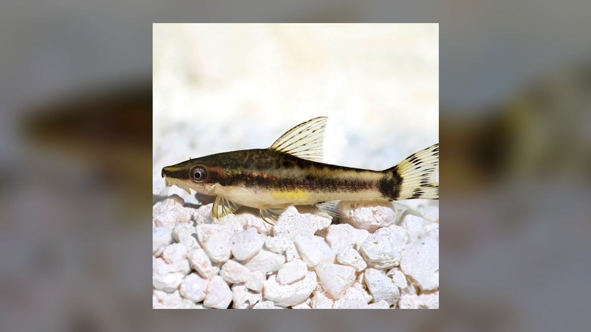 Top 10 Nano Aquarium Fish 2027 — figure 10