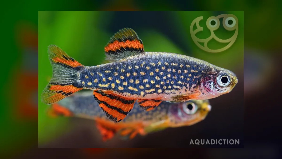 Top 10 Nano Aquarium Fish 2027 — figure 2