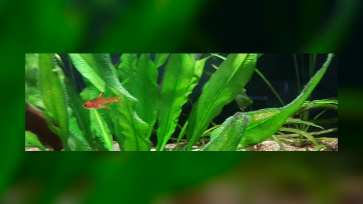 Top 10 Nano Aquarium Fish 2027 — figure 3