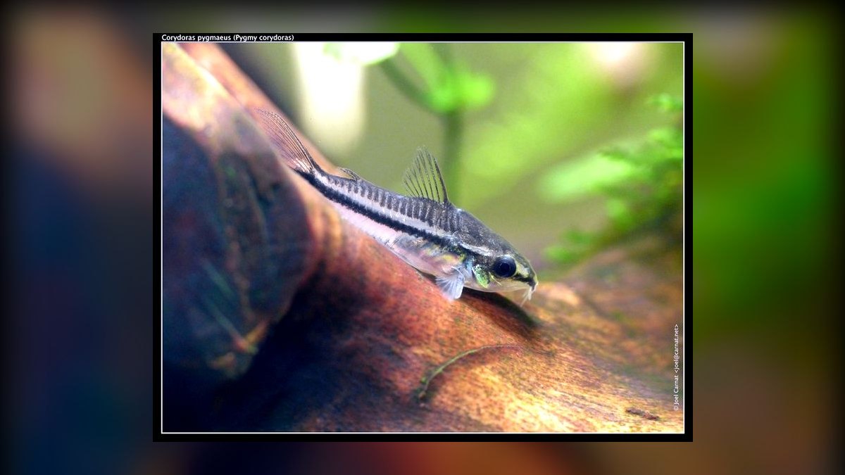 Top 10 Nano Aquarium Fish 2027 — figure 4