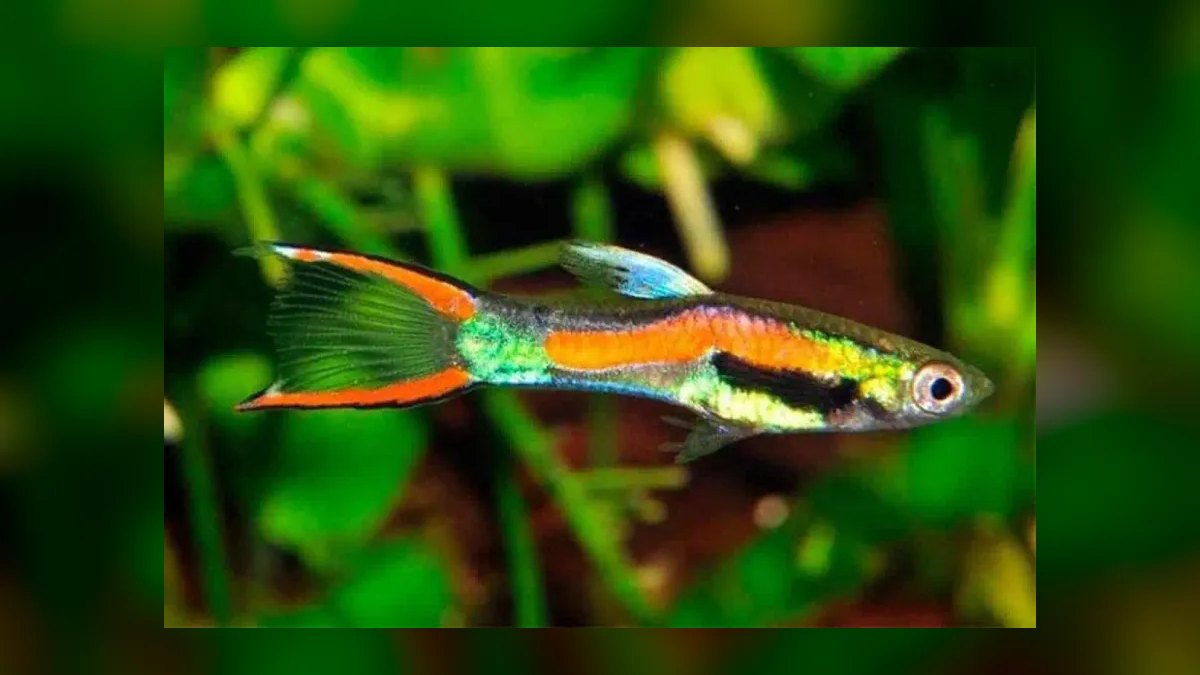 Top 10 Nano Aquarium Fish 2027 — figure 5