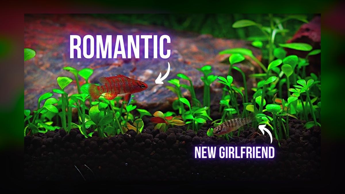 Top 10 Nano Aquarium Fish 2027 — figure 6