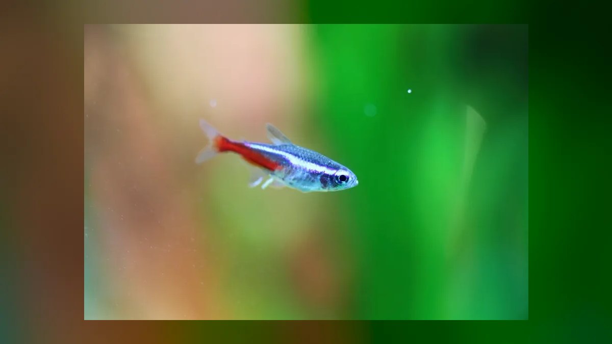 Top 10 Nano Aquarium Fish 2027 — figure 7