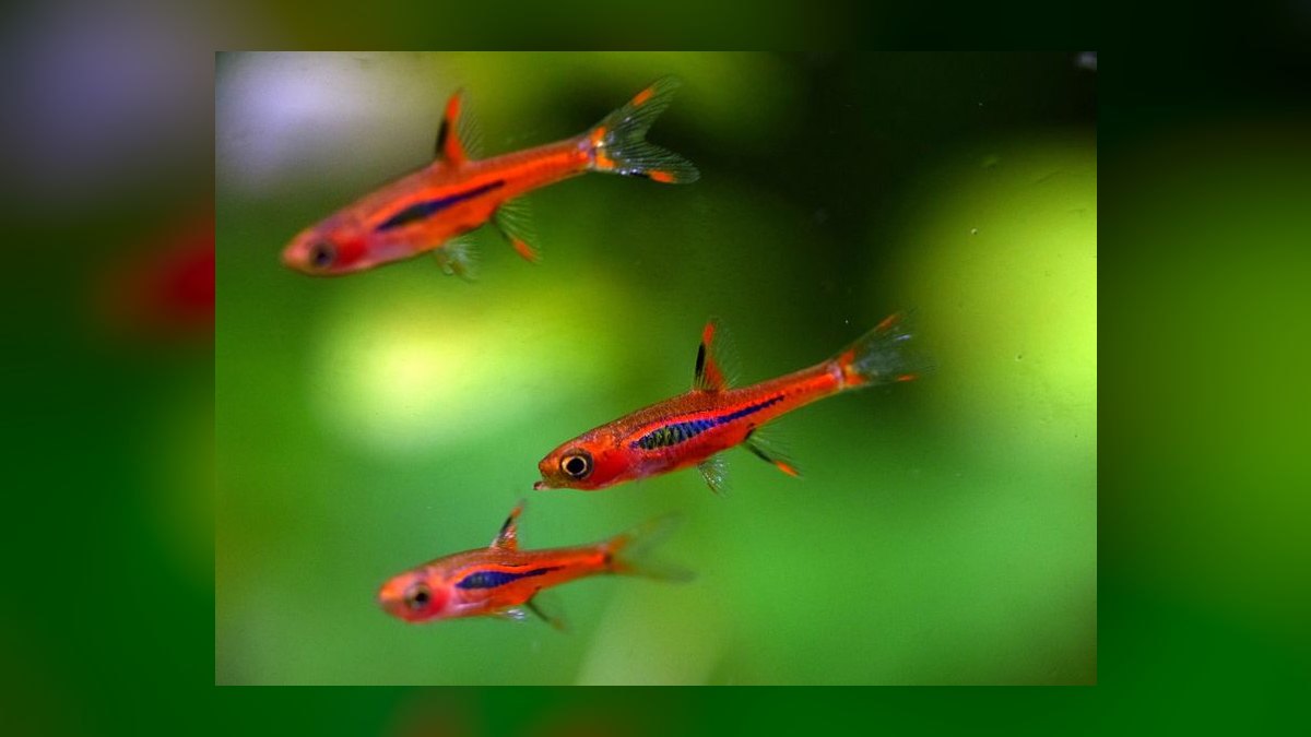 Top 10 Nano Aquarium Fish 2027