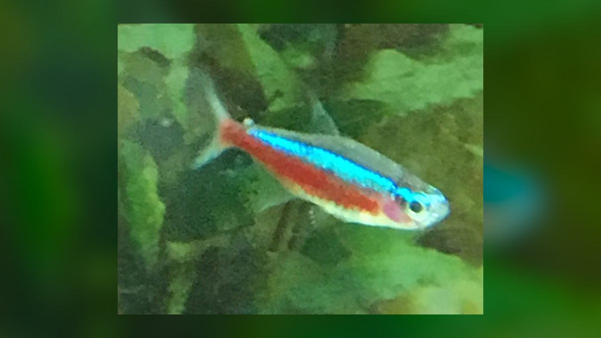 Top 10 Freshwater Schooling Fish 2027 — figure 1