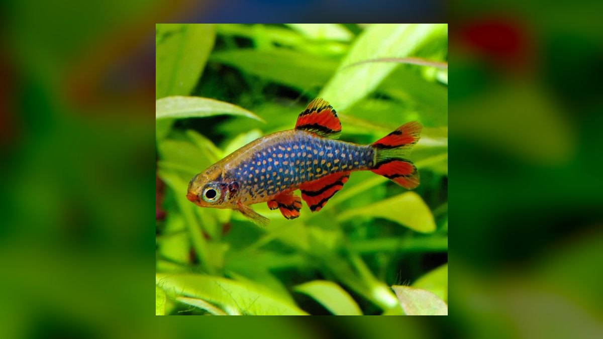 Top 10 Freshwater Schooling Fish 2027 — figure 4