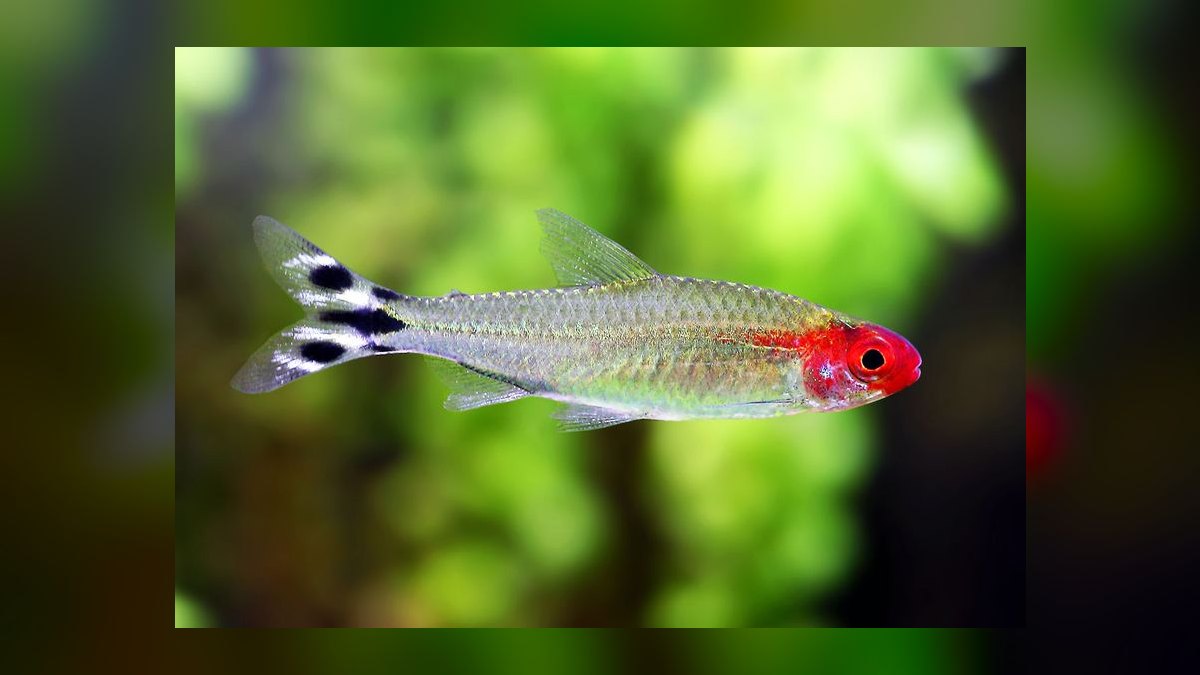 Top 10 Freshwater Schooling Fish 2027 — figure 5