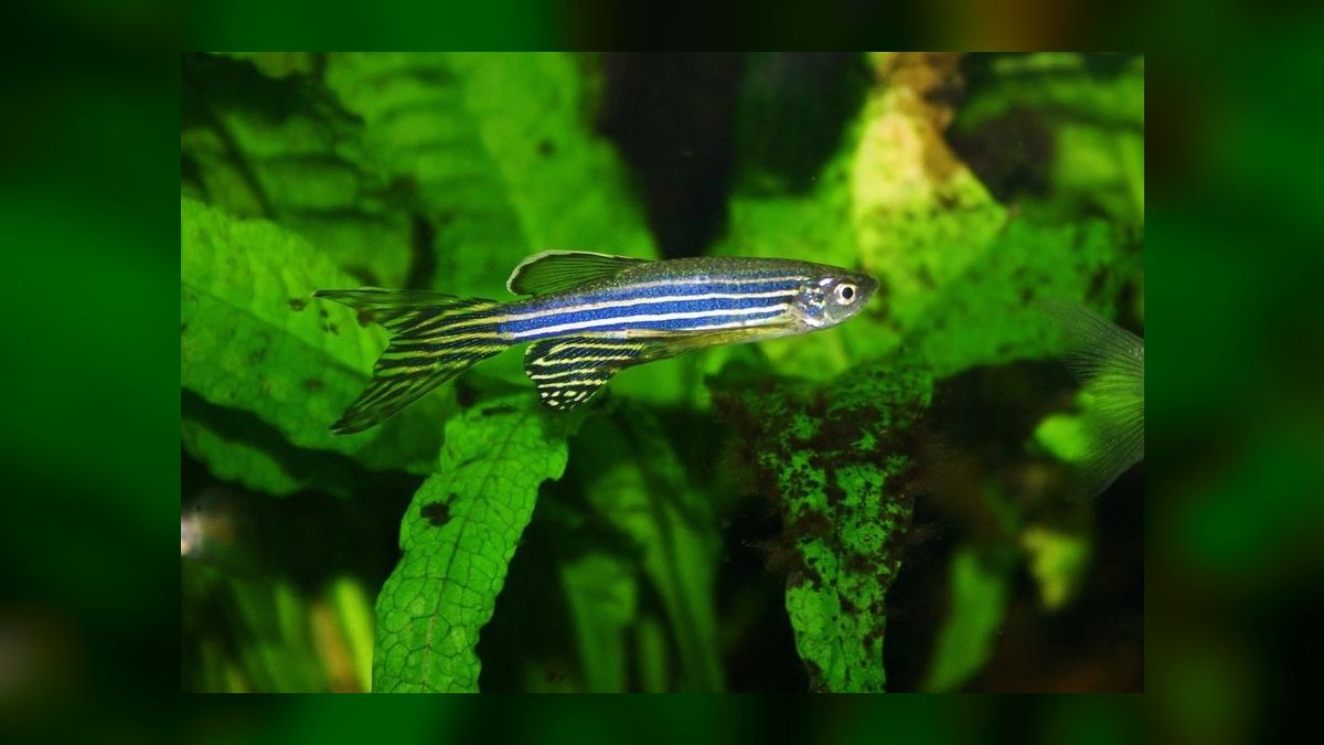Top 10 Freshwater Schooling Fish 2027 — figure 6