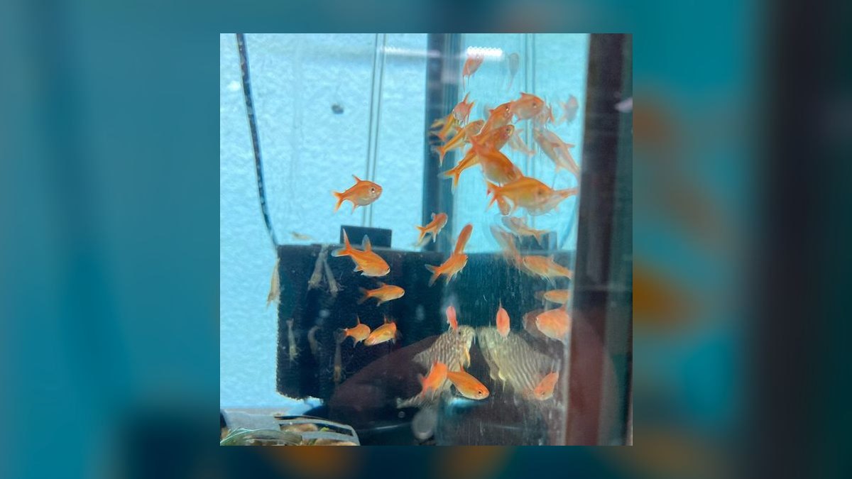 Top 10 Freshwater Schooling Fish 2027 — figure 7