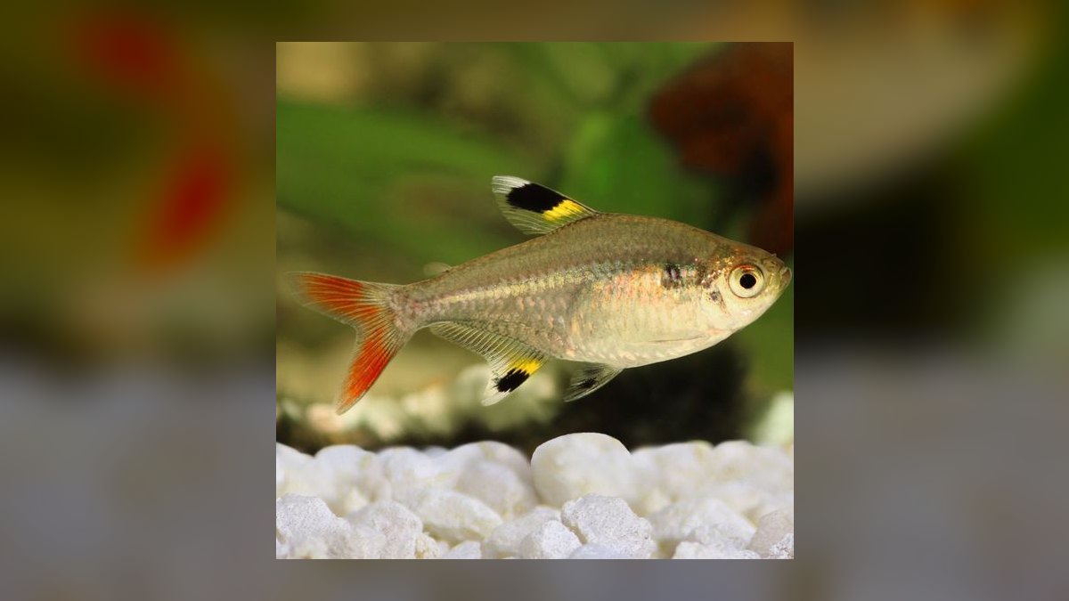 Top 10 Freshwater Schooling Fish 2027 — figure 8