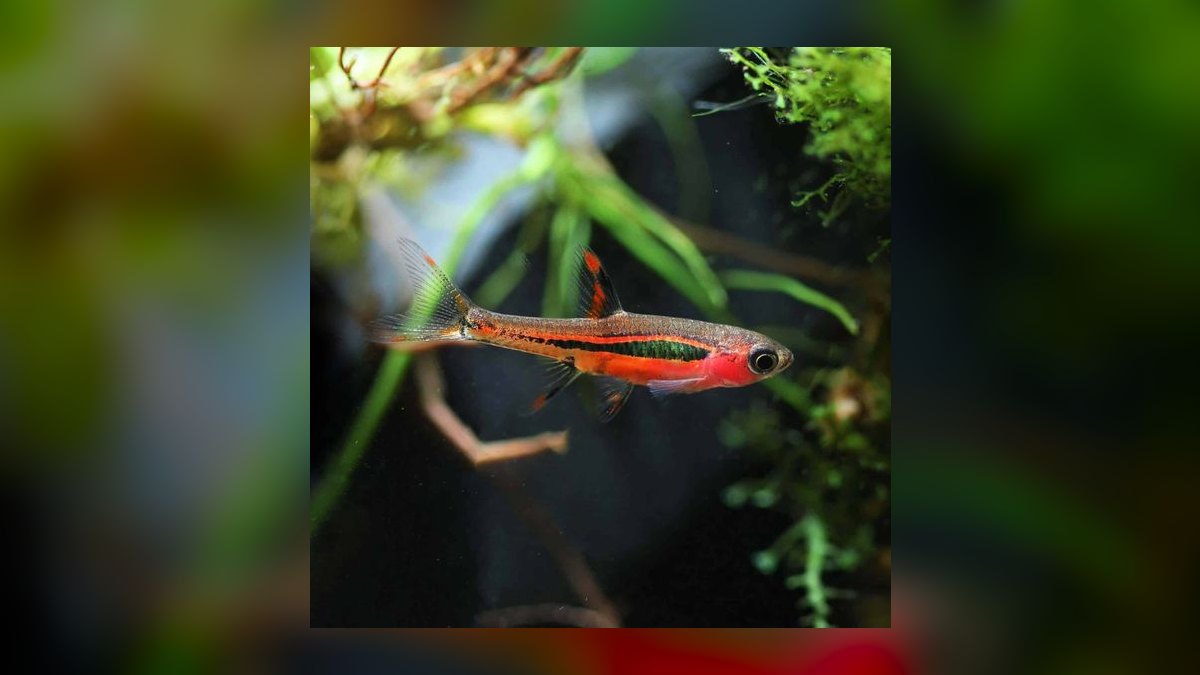 Top 10 Freshwater Schooling Fish 2027 — figure 9