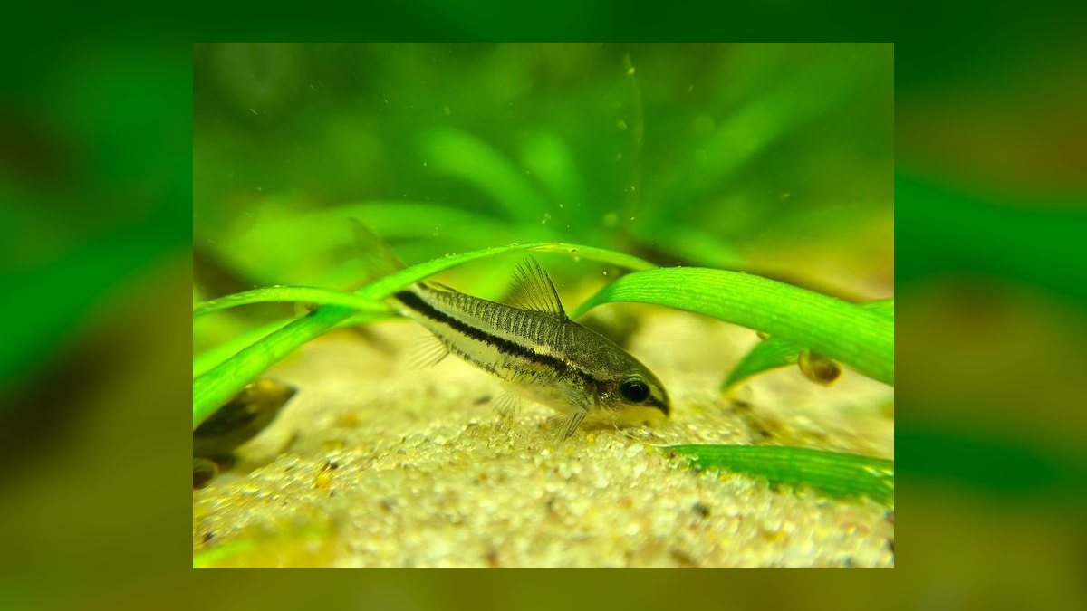Top 10 Betta Tankmates 2027 — figure 1