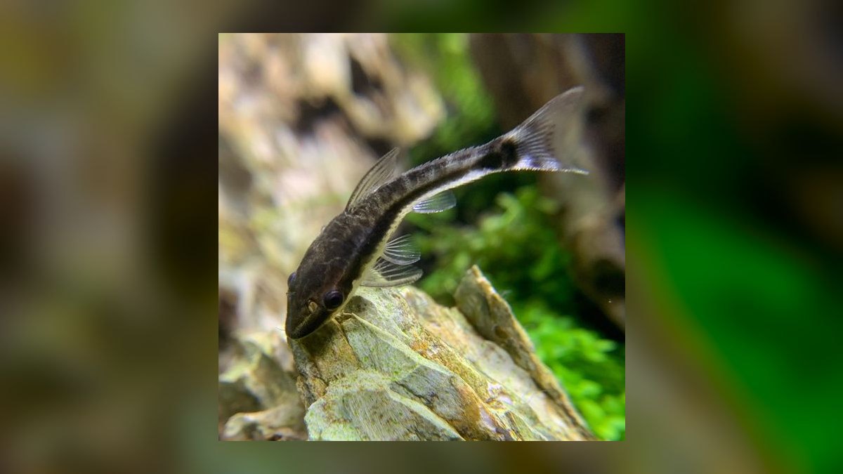 Top 10 Betta Tankmates 2027 — figure 8