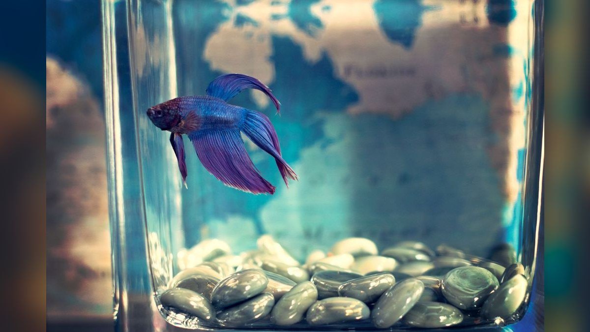 Top 10 Betta Tankmates 2027