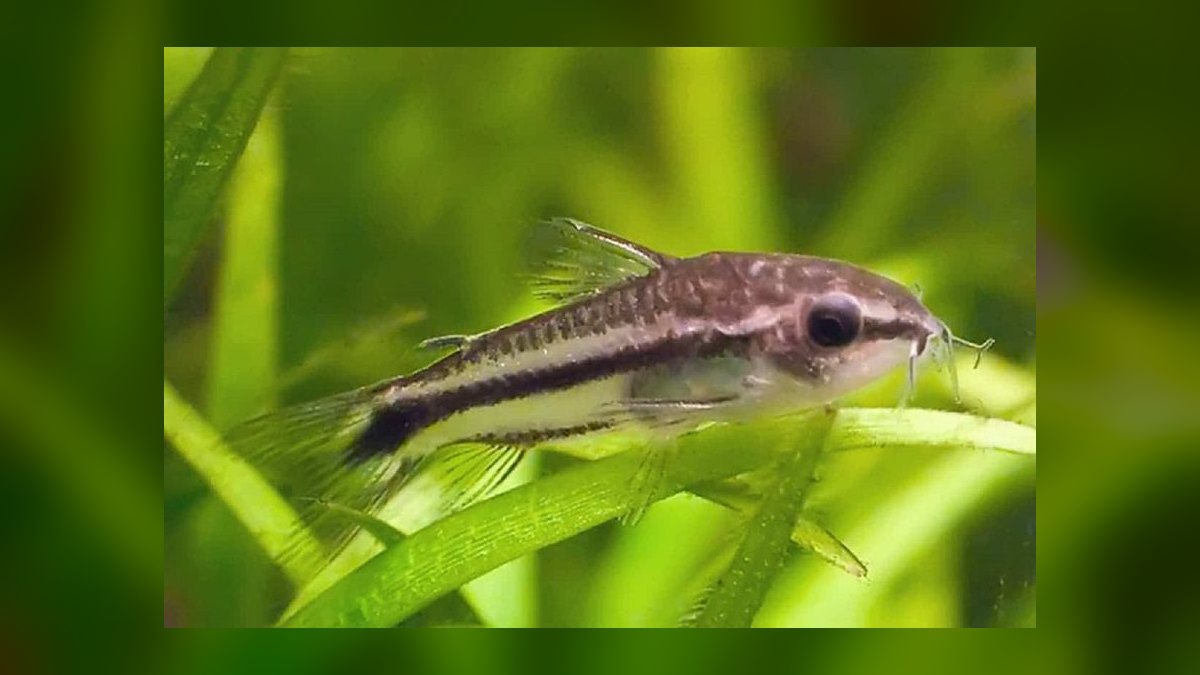 Top 10 Betta Tankmates 2027