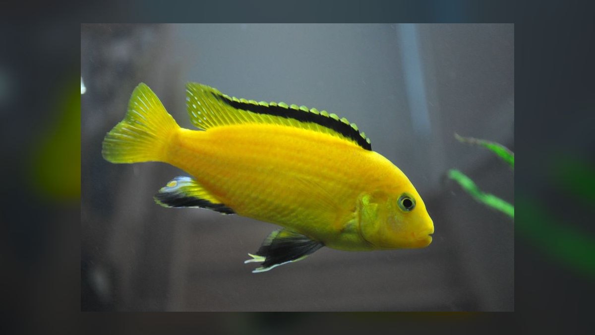 Top 10 African Cichlids 2027 — figure 1