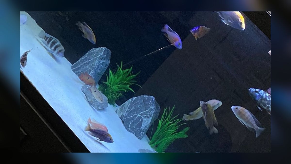 Top 10 African Cichlids 2027 — figure 10