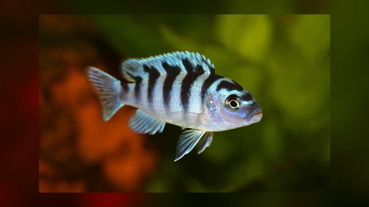 Top 10 African Cichlids 2027 — figure 2