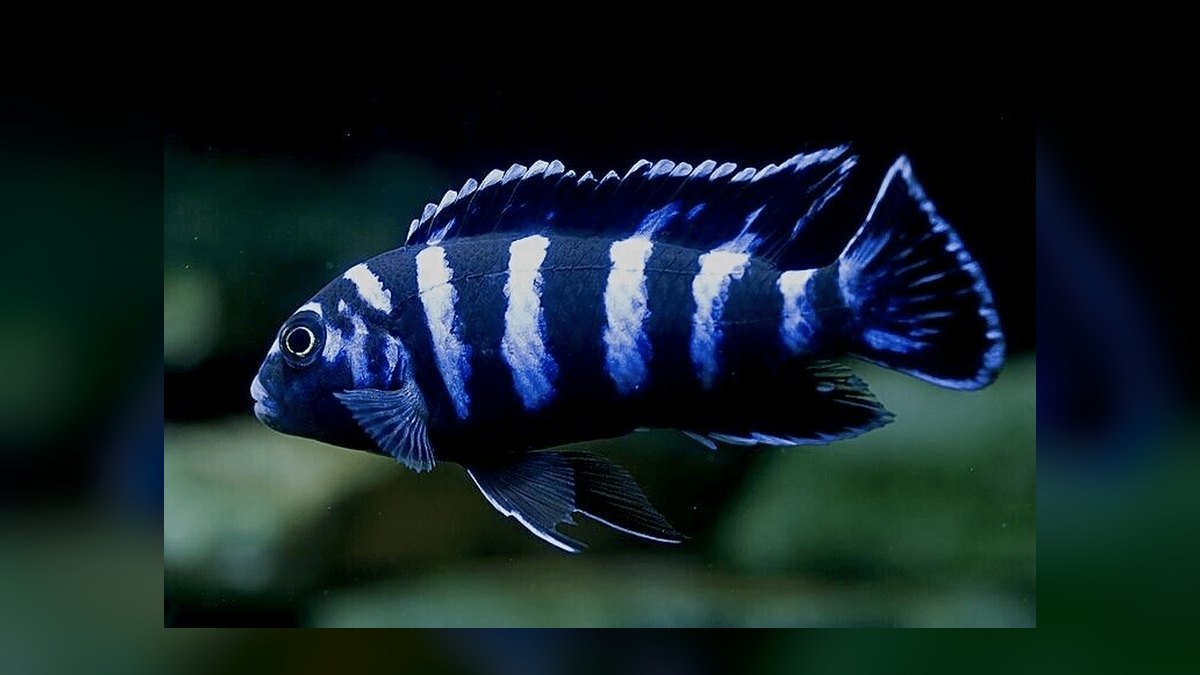 Top 10 African Cichlids 2027 — figure 3