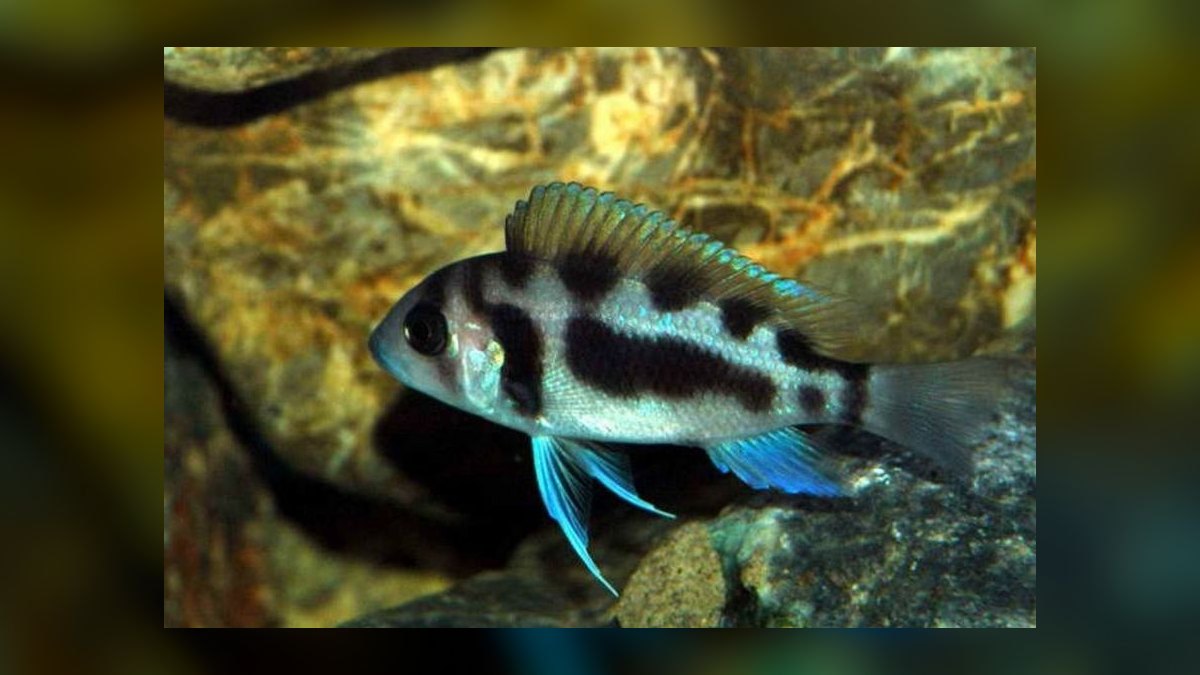 Top 10 African Cichlids 2027 — figure 4
