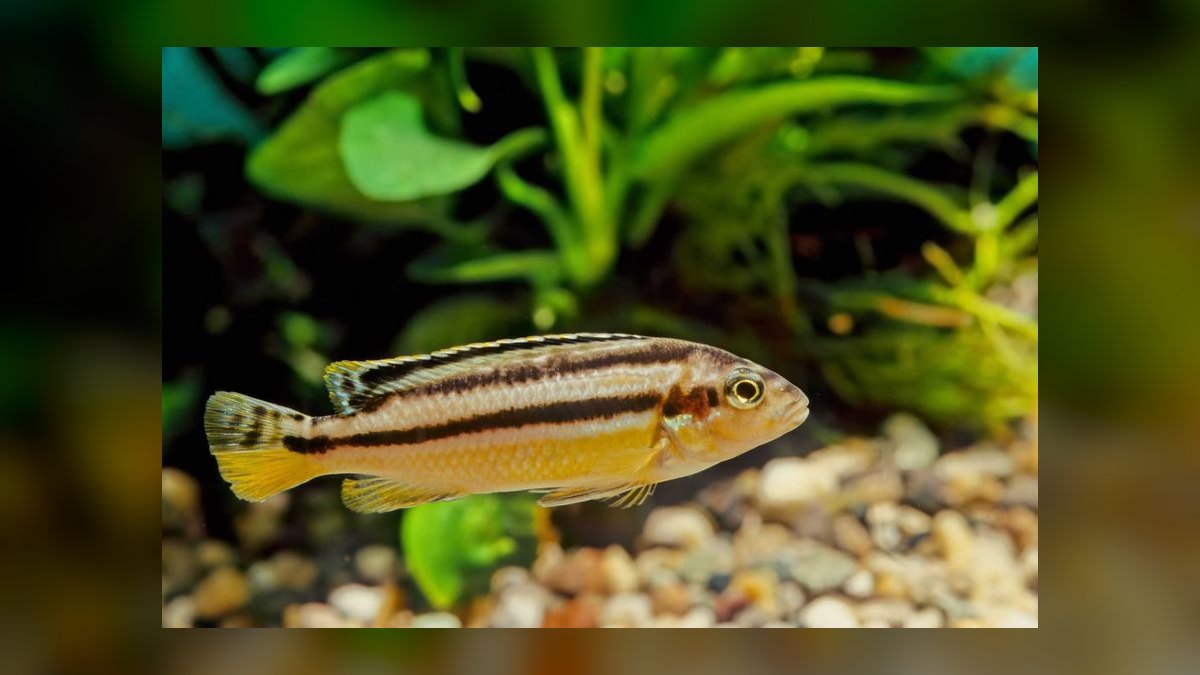 Top 10 African Cichlids 2027 — figure 5