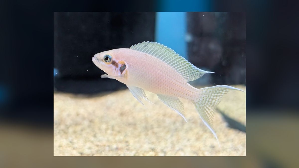 Top 10 African Cichlids 2027 — figure 7