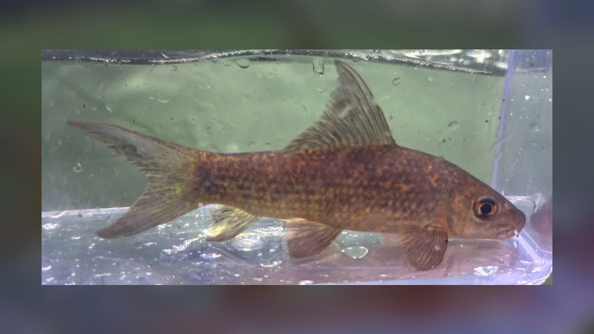 Top 10 Freshwater Aquarium Sharks 2027 — figure 10