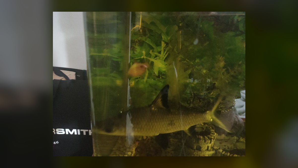 Top 10 Freshwater Aquarium Sharks 2027 — figure 3