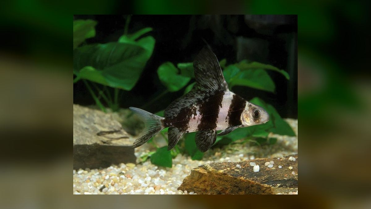 Top 10 Freshwater Aquarium Sharks 2027 — figure 4