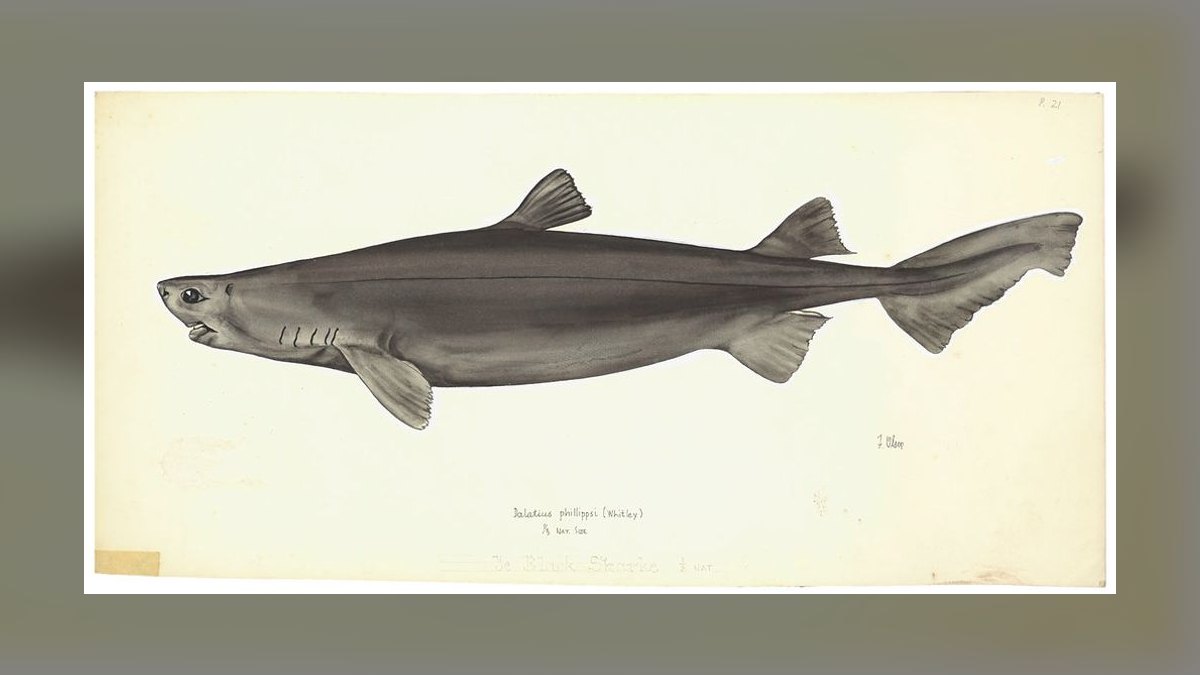 Top 10 Freshwater Aquarium Sharks 2027 — figure 5