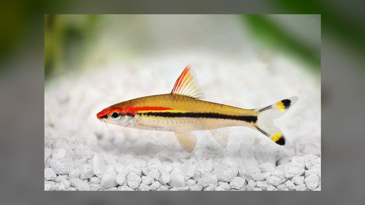 Top 10 Freshwater Aquarium Sharks 2027 — figure 6