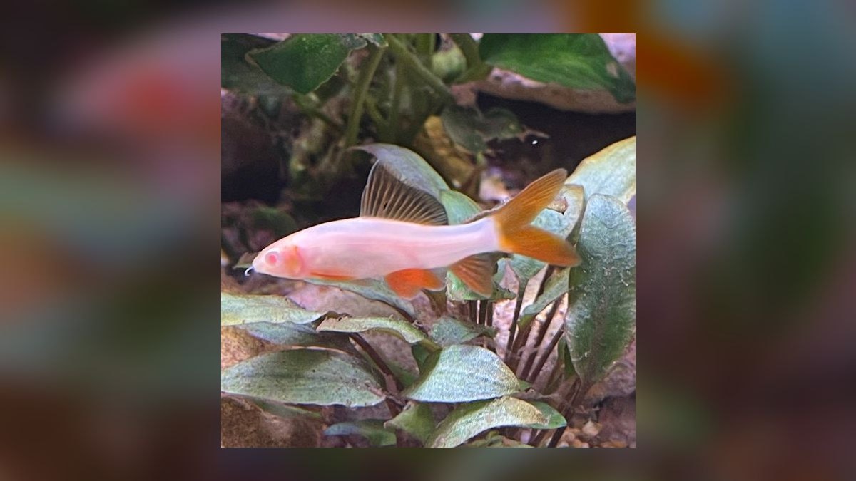 Top 10 Freshwater Aquarium Sharks 2027 — figure 8