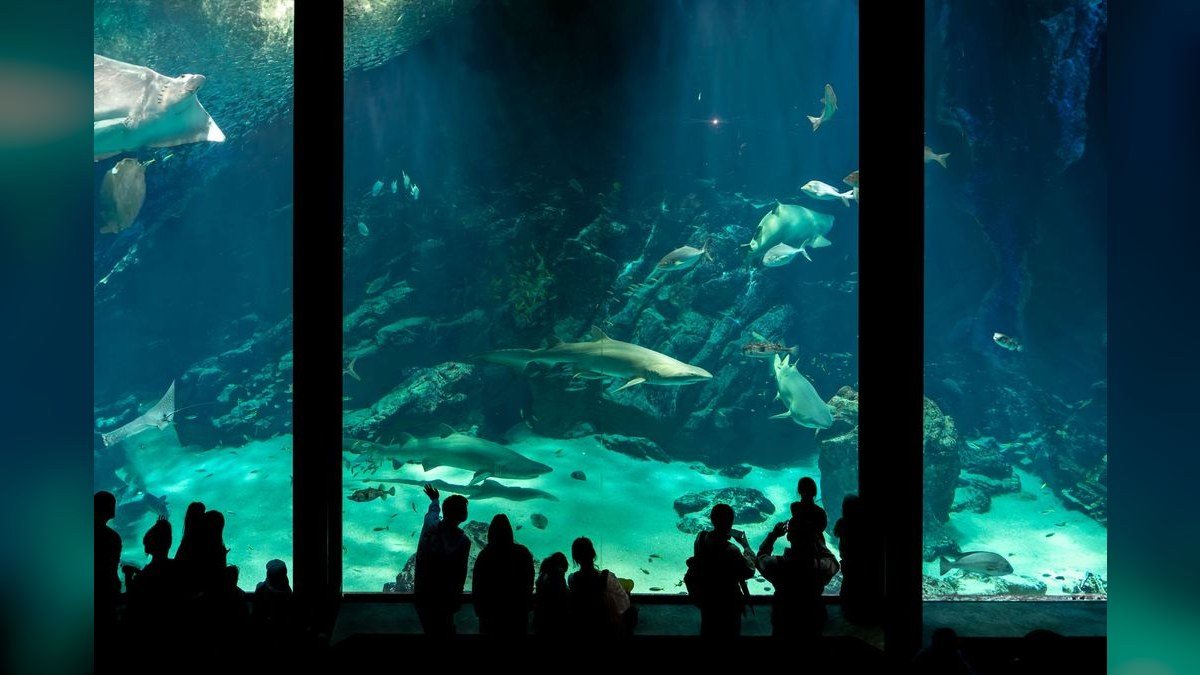 Top 10 Freshwater Aquarium Sharks 2027