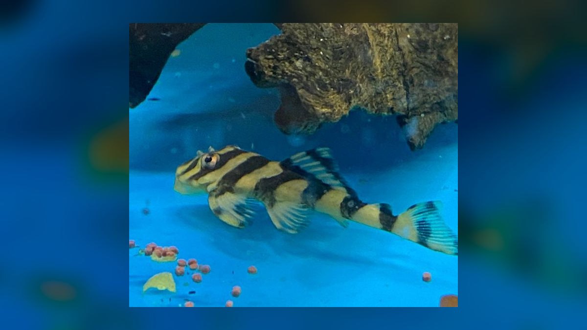 Top 10 Plecos for Aquariums 2027 — figure 10
