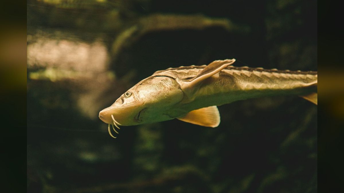 Top 10 Plecos for Aquariums 2027 — figure 2