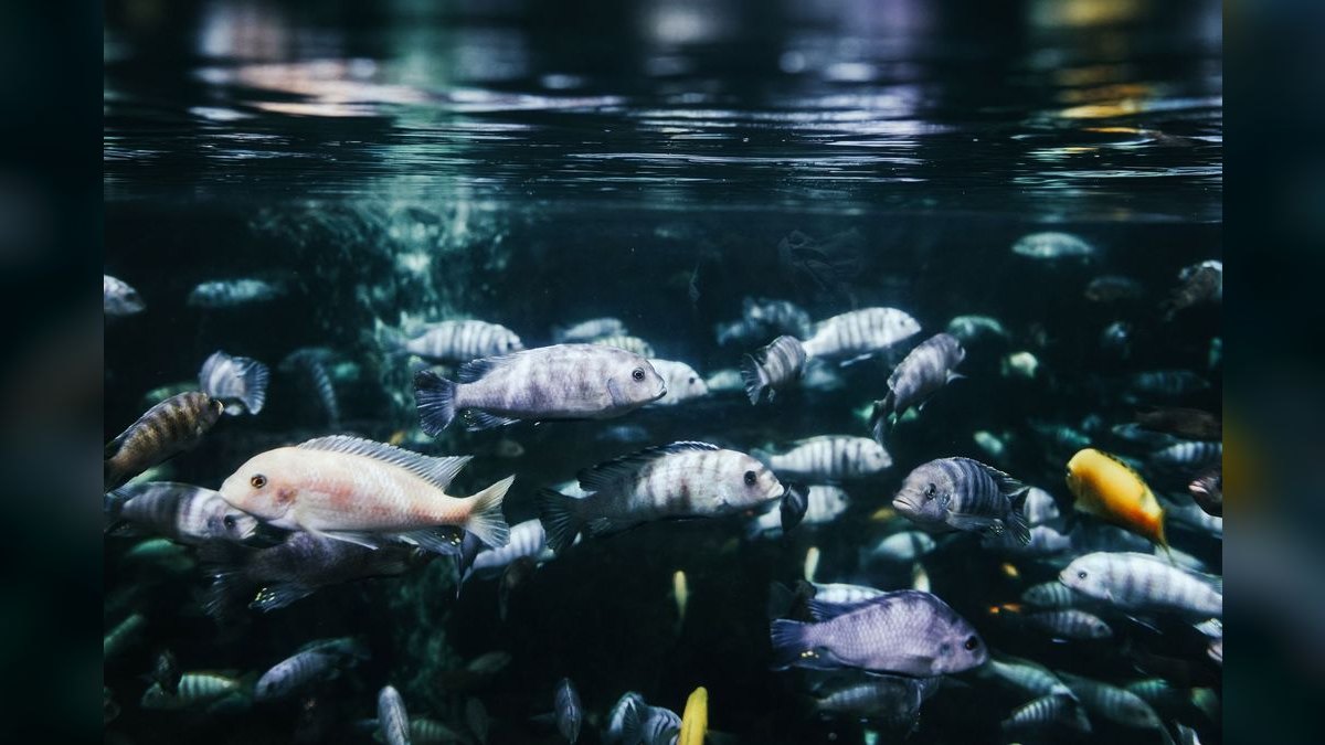 Top 10 Plecos for Aquariums 2027 — figure 3