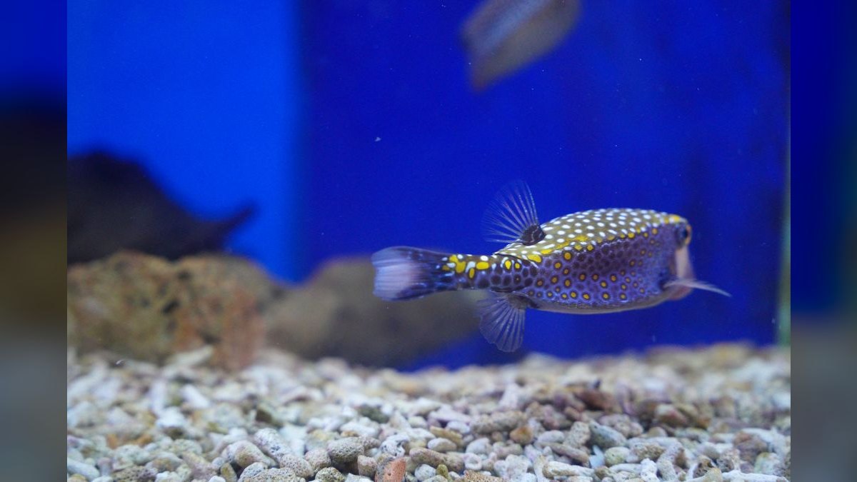 Top 10 Plecos for Aquariums 2027 — figure 4