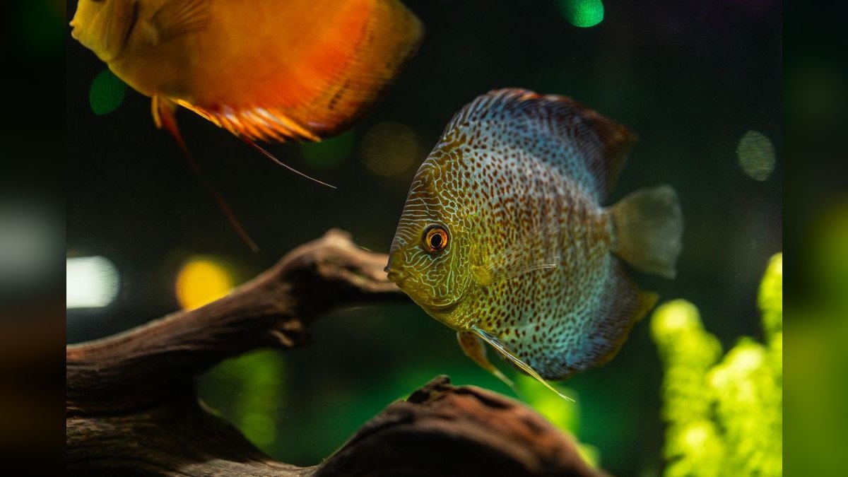 Top 10 Plecos for Aquariums 2027 — figure 5