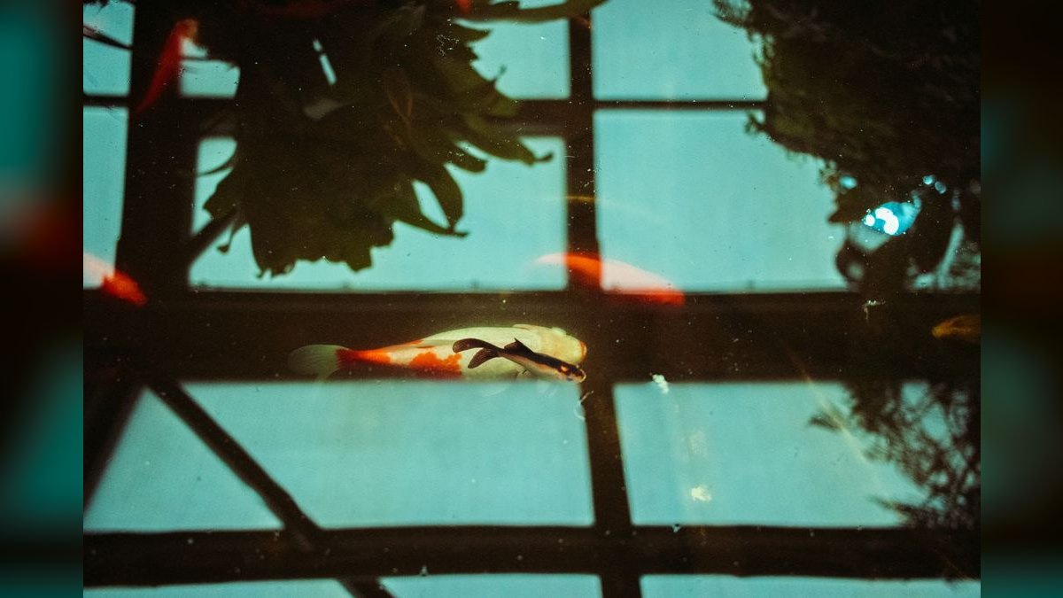 Top 10 Plecos for Aquariums 2027 — figure 6