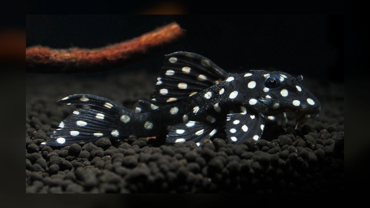 Top 10 Plecos for Aquariums 2027 — figure 7
