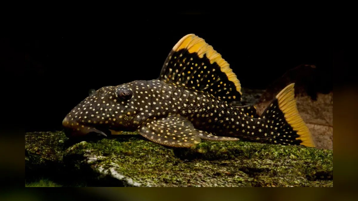 Top 10 Plecos for Aquariums 2027 — figure 8