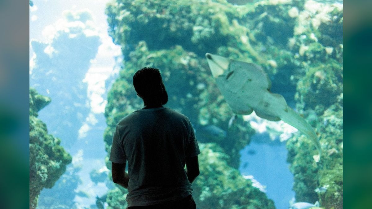 Top 10 Plecos for Aquariums 2027