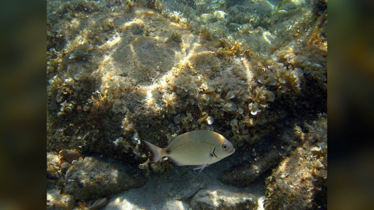Top 10 Algae-Eating Fish 2027 — figure 3
