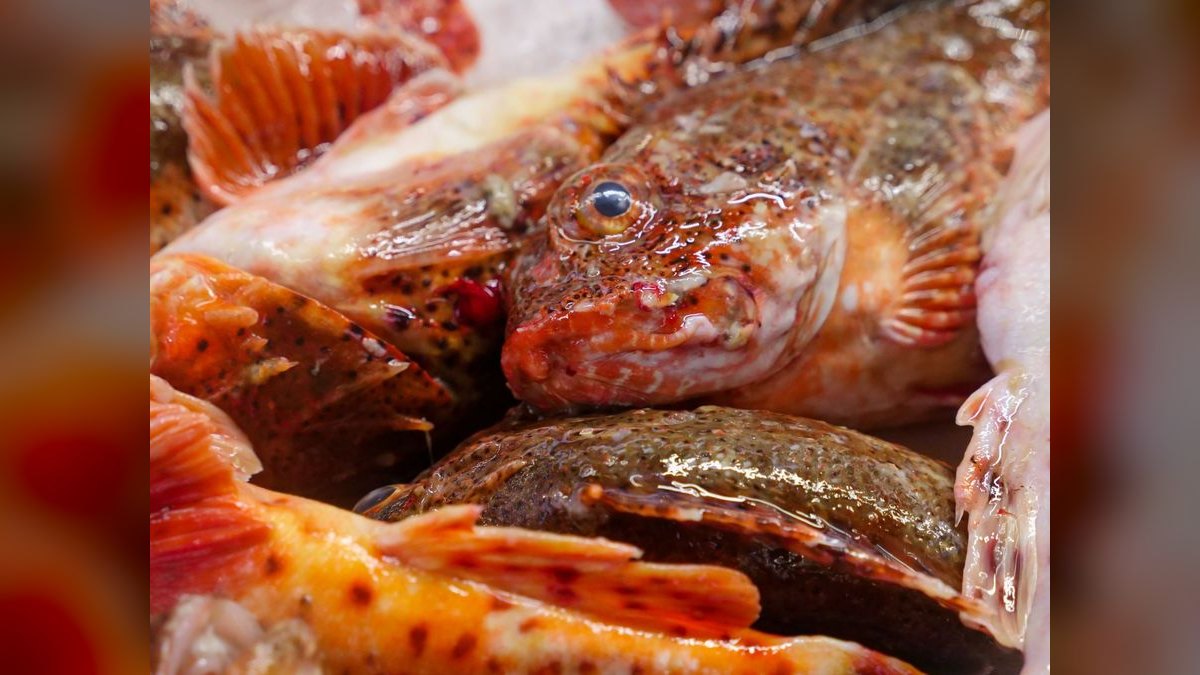 Top 10 Algae-Eating Fish 2027 — figure 5