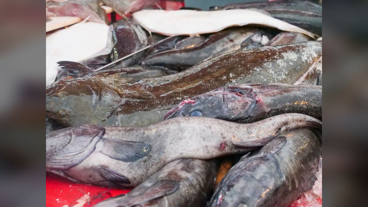 Top 10 Algae-Eating Fish 2027 — figure 6