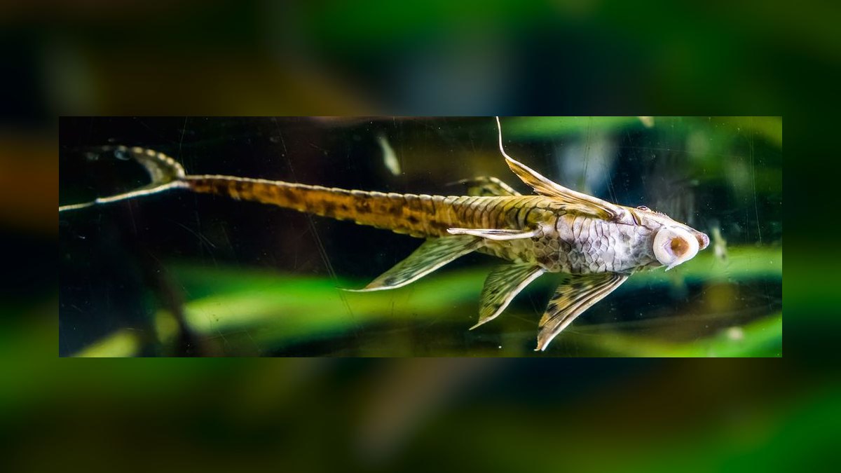 Top 10 Algae-Eating Fish 2027 — figure 7