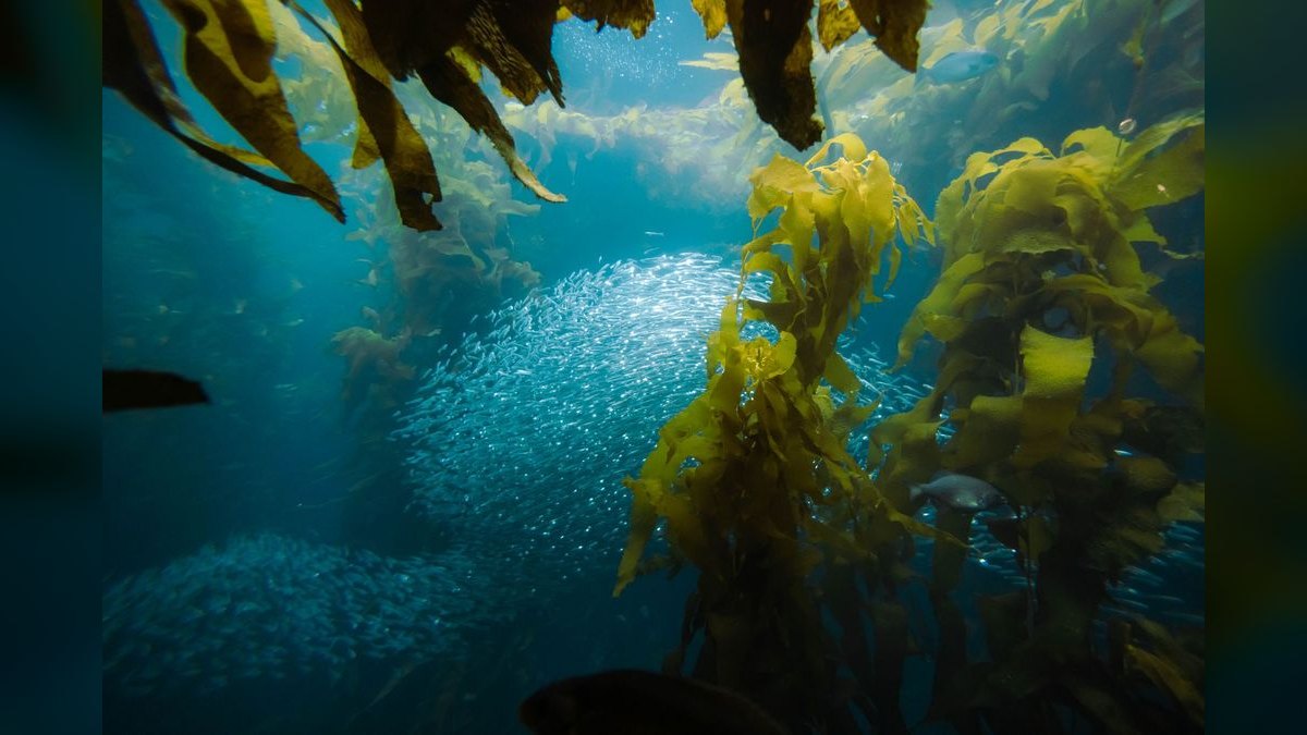 Top 10 Algae-Eating Fish 2027