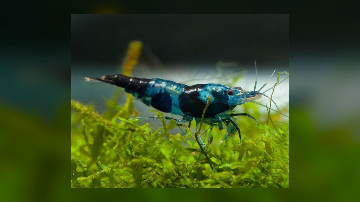 Top 10 Freshwater Aquarium Shrimp 2027 — figure 1