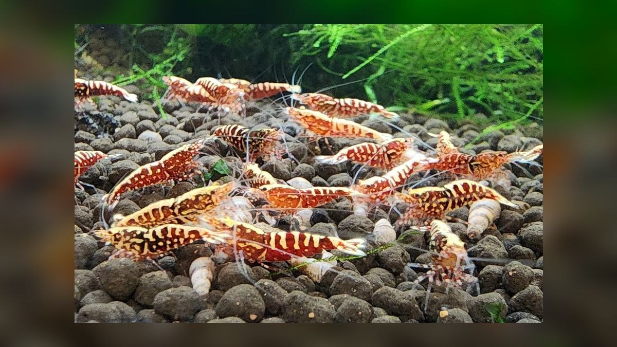 Top 10 Freshwater Aquarium Shrimp 2027 — figure 10